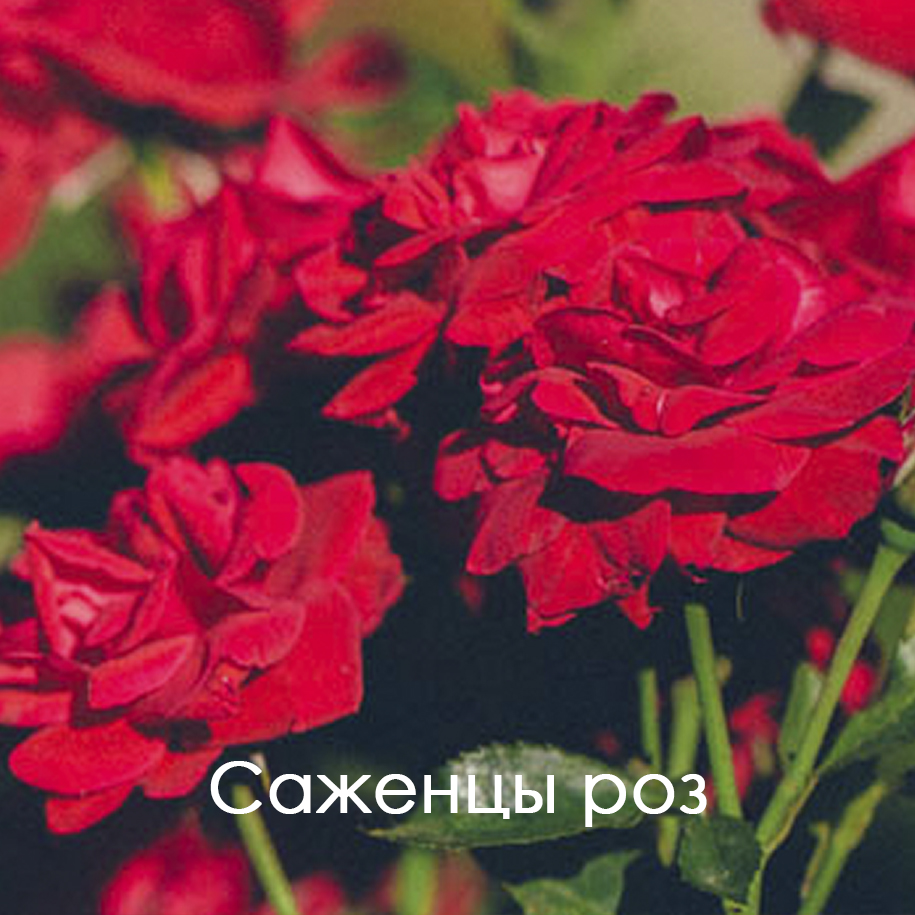Саженцы роз