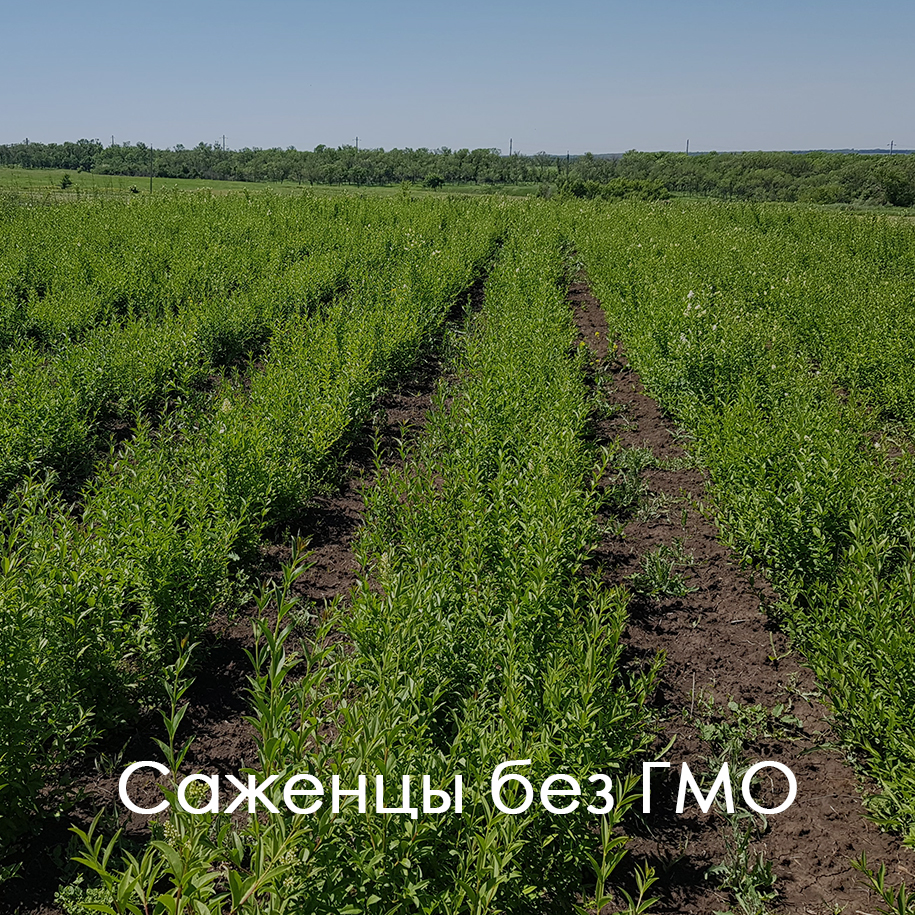 Саженцы без ГМО