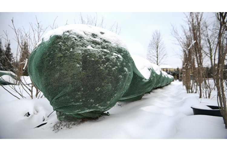 Артемсад занимается выращиванием