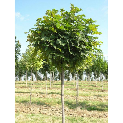 Клен шаровидный 1-5 года прививке 2 метра