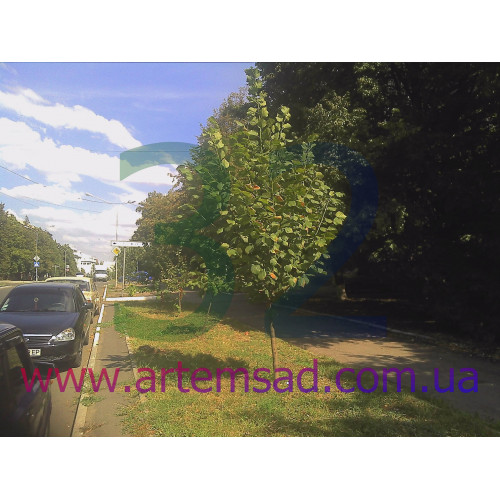 Липа крупноцветковая крупнолистовая 2 метра 8 лет Липа крупноцветковая крупнолистовая 2 метра 8 лет