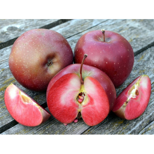 Яблоня Байя Мариса (красная мякоть) ЛИДЕР ПРОДАЖ ! Яблоня Байя Мариса (красная мякоть) ЛИДЕР ПРОДАЖ !