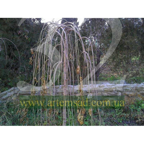 Шелковица плакучей формы 5 лет прививке (ампельная) Шелковица плакучей формы 5 лет прививке (ампельная)