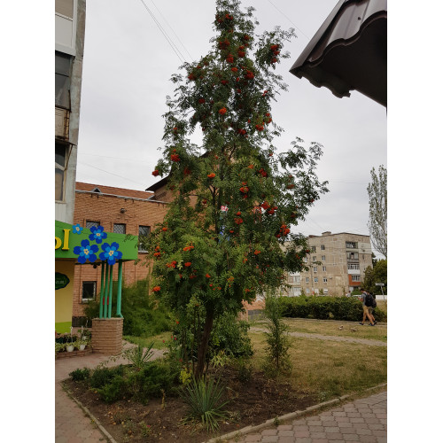 Рябина Невежинская (Нежинская) 2-3 метра Рябина Невежинская (Нежинская) 2-3 метра