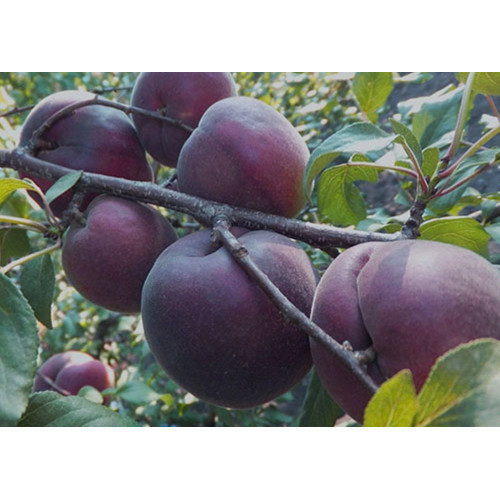 Абрикос Черный Персиковый ЛИДЕР ПРОДАЖ ! Абрикос Черный Персиковый ЛИДЕР ПРОДАЖ !