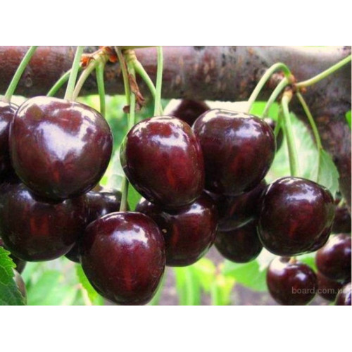 Черешня Валерий Чкалов ЛИДЕР ПРОДАЖ ! Черешня Валерий Чкалов ЛИДЕР ПРОДАЖ !