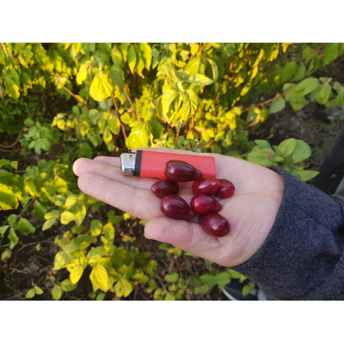 Кизил Августовский Грушенька 3 года Кизил Августовский Грушенька 3 года