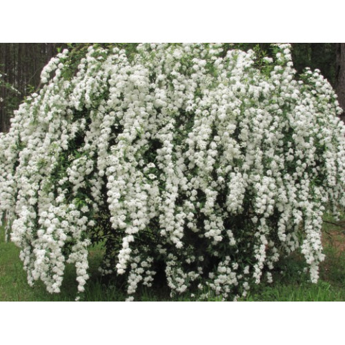 Спирея белая (вангута) 2 года Спирея белая (вангута) 2 года