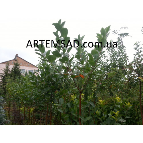 Черноплодная рябина на штамбе (арония) привитая Черноплодная рябина на штамбе (арония) привитая