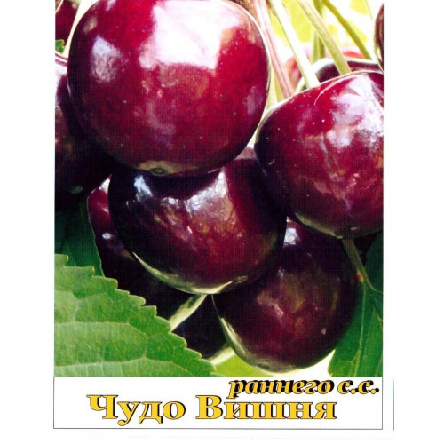 Вишня Чудо вишня ЛИДЕР ПРОДАЖ ! Вишня Чудо вишня ЛИДЕР ПРОДАЖ !