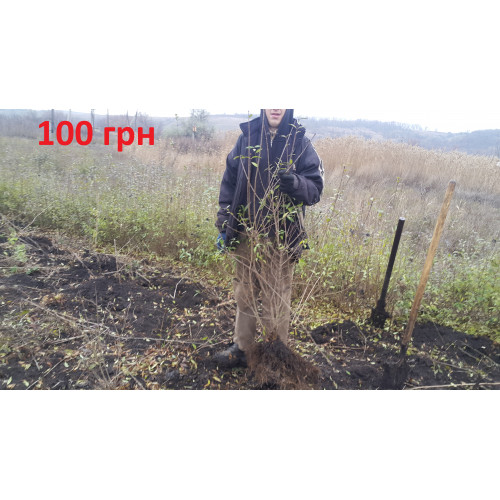 Бирючина 7 ти летняя 1,5-1,8 метра Бирючина 7 ти летняя 1,5-1,8 метра