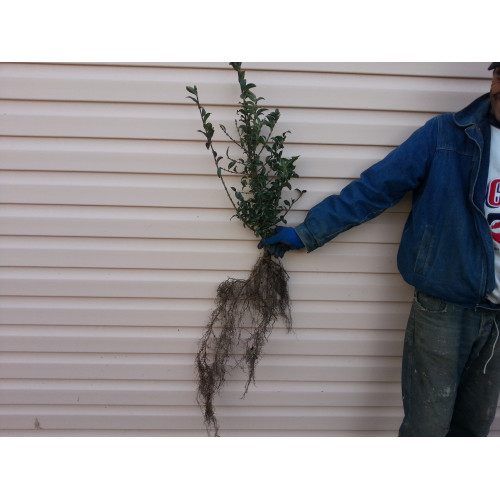 Бирючина Куст 4-х летняя 50-70см Бирючина Куст 4-х летняя 50-70см