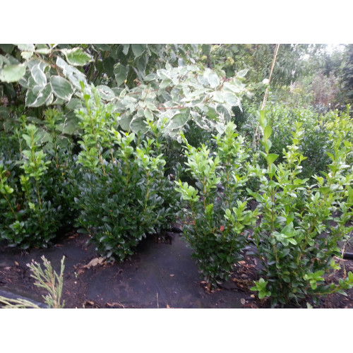 Самшит 3 года 30-40 см Самшит 3 года 30-40 см