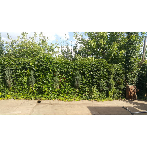 Виноград Виче привитой в горшке Виноград Виче привитой в горшке