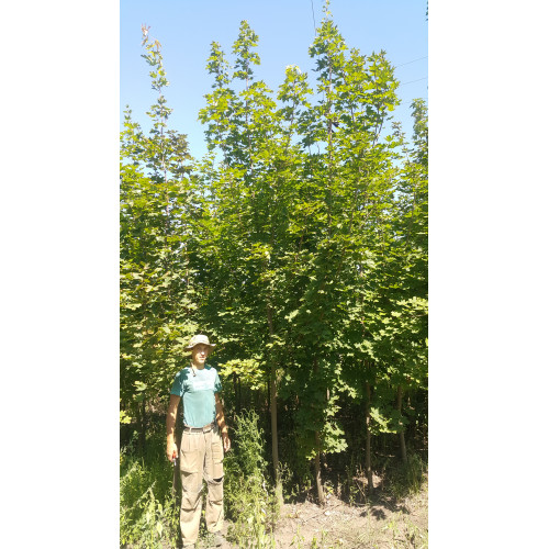 Клен канадский (сахарный) 6 метров с комом Клен канадский (сахарный) 6 метров с комом