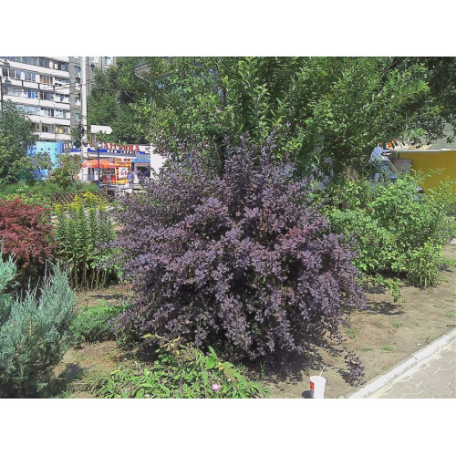 Барбарис краснолистный 3-х летний RED Devil 0,7 м