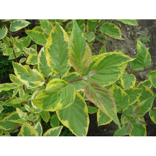 Дерен желтостволый