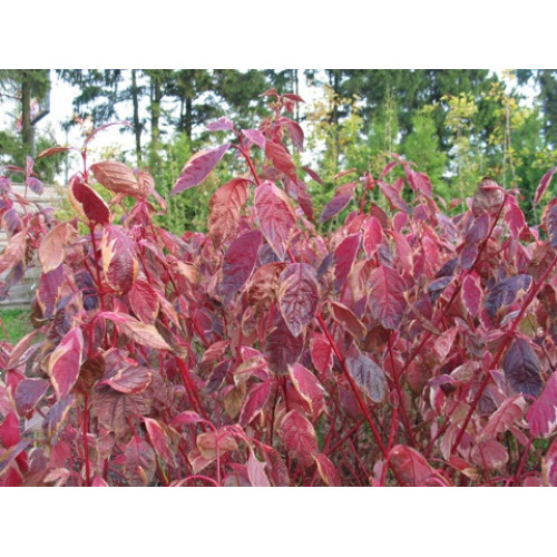 Дерен Красностволый Дерен Красностволый