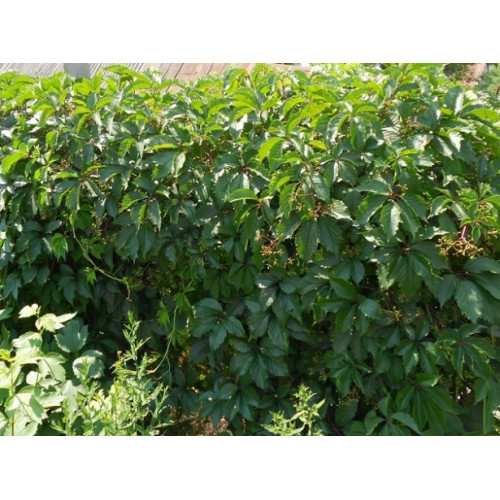 Виноград девичий Виноград девичий