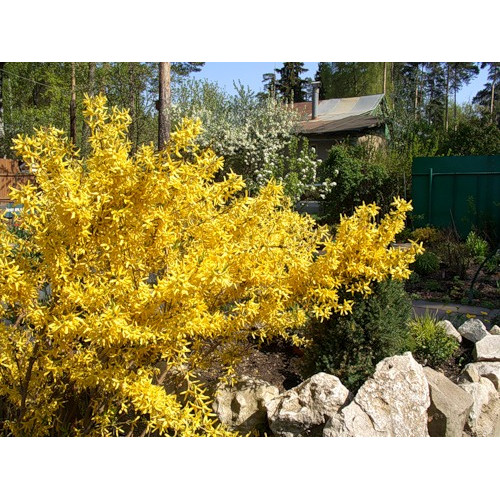 Форзиция 2 года Форзиция 2 года