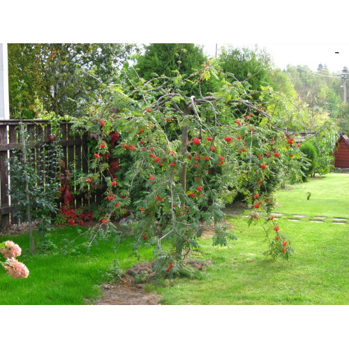 Рябина ампельная (плакучая) 2 года прививке Рябина ампельная (плакучая) 2 года прививке