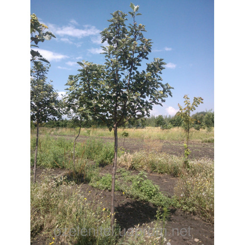 Рябина Скандинавская 1,4-2 метра. Рябина Скандинавская 1,4-2 метра.