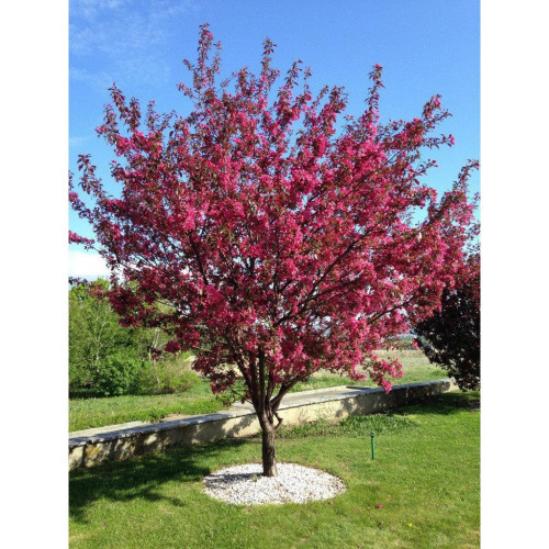 Сакура краснолистная (без плодов) 2 года Сакура краснолистная (без плодов) 2 года