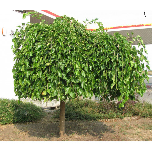 Шелковица плакучей формы 1 год прививке (ампельная) привитая Шелковица плакучей формы 1 год прививке (ампельная) привитая