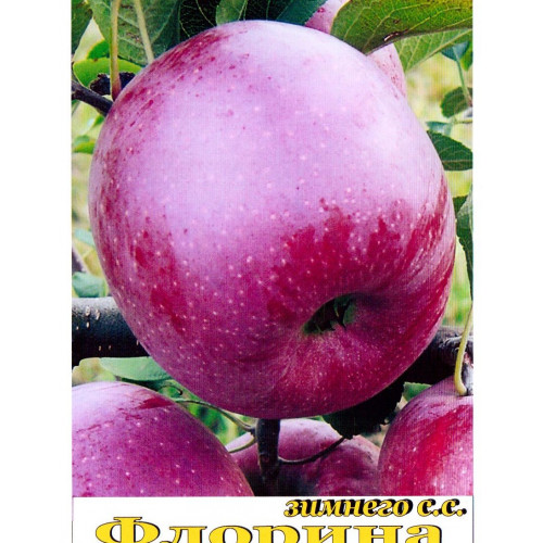 яблоня Флорина яблоня Флорина