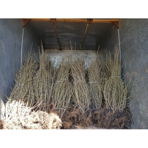 Бирючина Куст 5-х летняя 1 метр Бирючина Куст 5-х летняя 1 метр