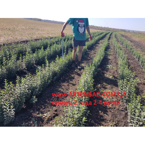 Бирючина 2-х летка не рассаженная 30-40 см Бирючина 2-х летка не рассаженная 30-40 см