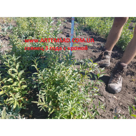 бирючина сеянец 3х летний СТРИЖЕННЫЙ бирючина сеянец 3х летний СТРИЖЕННЫЙ