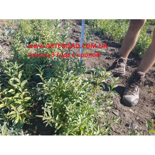 бирючина сеянец 3х летний СТРИЖЕННЫЙ бирючина сеянец 3х летний СТРИЖЕННЫЙ