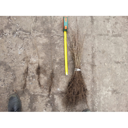 сеянец бирючины 1 летний сеянец бирючины 1 летний