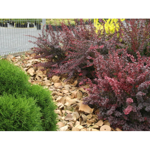 Барбарис краснолистный RED Devil 4-х леткний выше 1 метра Барбарис краснолистный RED Devil 4-х леткний выше 1 метра