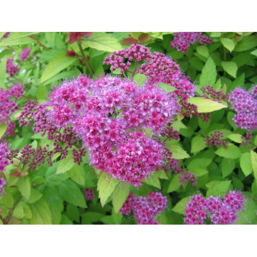 Спирея розовая (карликовая) 2 года Спирея розовая (карликовая) 2 года