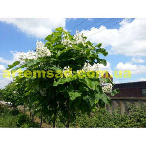 Катальпа 8-10 лет с комом земли 100 кг Катальпа 8-10 лет с комом земли 100 кг