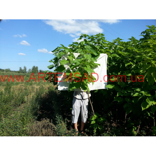 Катальпа 5 лет (2-2,3 метра) крона на 5-7 веток Катальпа 5 лет (2-2,3 метра) крона на 5-7 веток