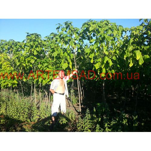 Катальпа 6 лет (2,7-3,5 метра) зависит от высоты кроны Катальпа 6 лет (2,7-3,5 метра) зависит от высоты кроны