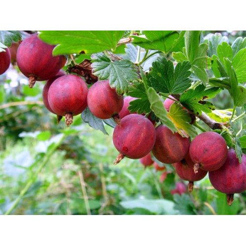 Крыжовник Краснославянский Крыжовник Краснославянский