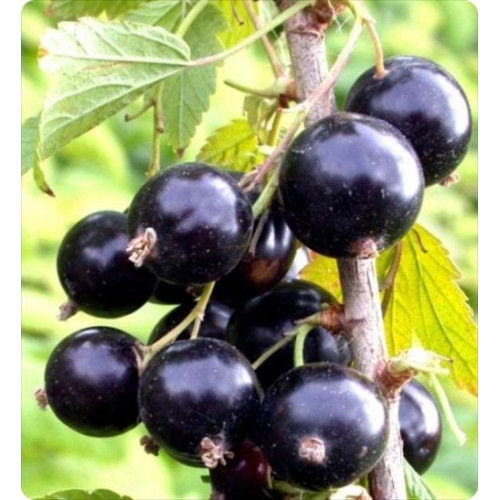 Черная смородина Аджебин (ЛИДЕР ПРОДАЖ) Черная смородина Аджебин (ЛИДЕР ПРОДАЖ)