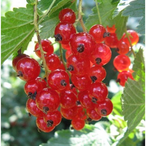 Красная смородина Мармеладница Красная смородина Мармеладница
