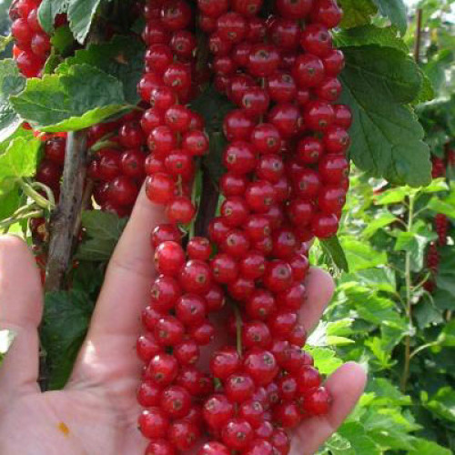 Красная смородина Ровада Красная смородина Ровада