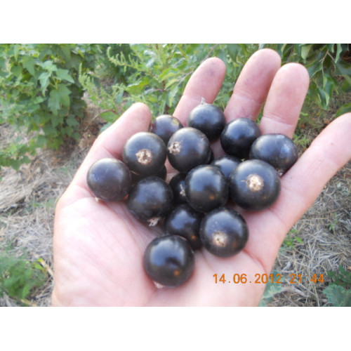 Черная смородина Ленинградский Великан Черная смородина Ленинградский Великан