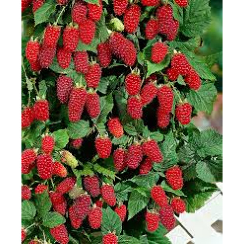 Малина оптом Малина оптом