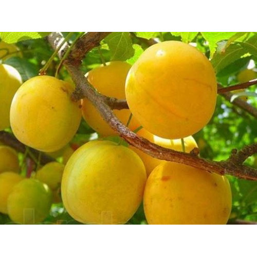 Алыча Байрон Голд Алыча Байрон Голд