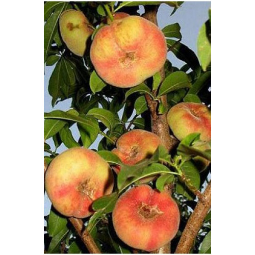 Персик инжирный Бельмондо ЛИДЕР ПРОДАЖ ! Персик инжирный Бельмондо ЛИДЕР ПРОДАЖ !