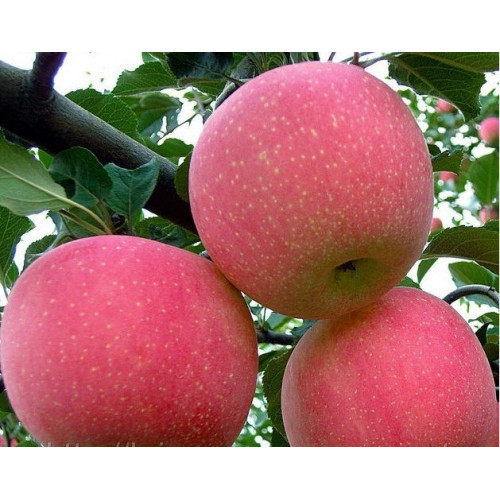 Яблоня Фуджи Яблоня Фуджи