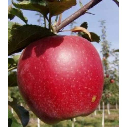 Яблоня Тоширо Фуджи Яблоня Тоширо Фуджи