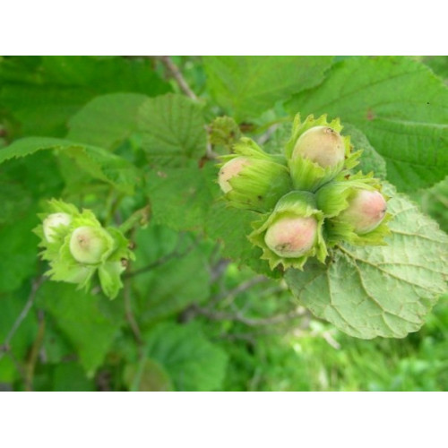 Фундук крупноплодный (3 года) Фундук крупноплодный (3 года)